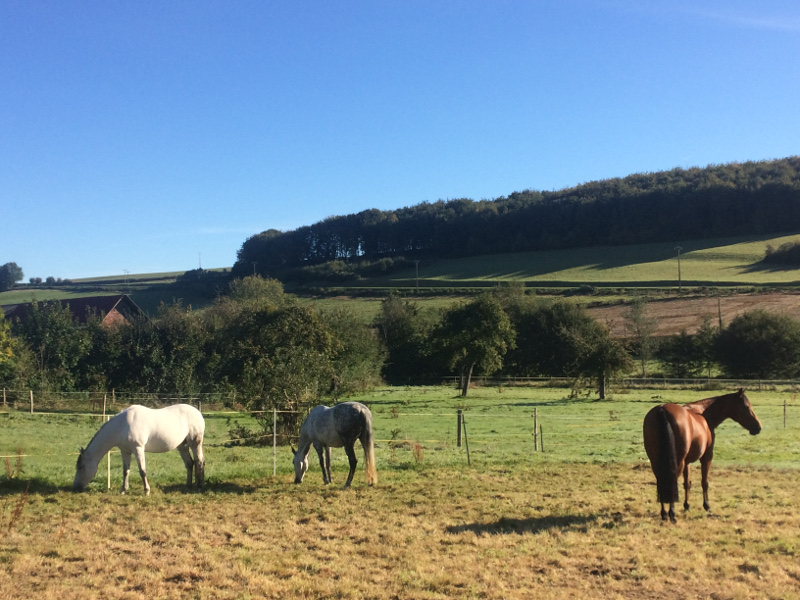 chevaux aux prés