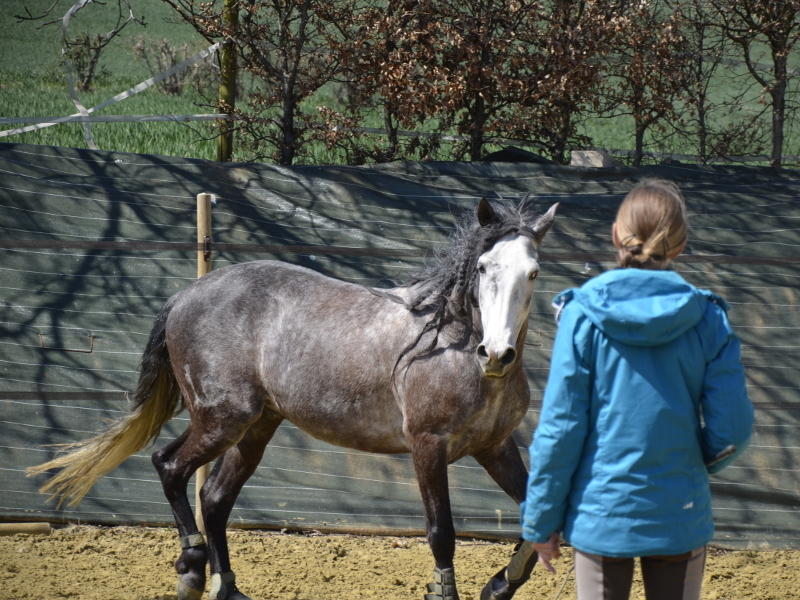 travail des chevaux