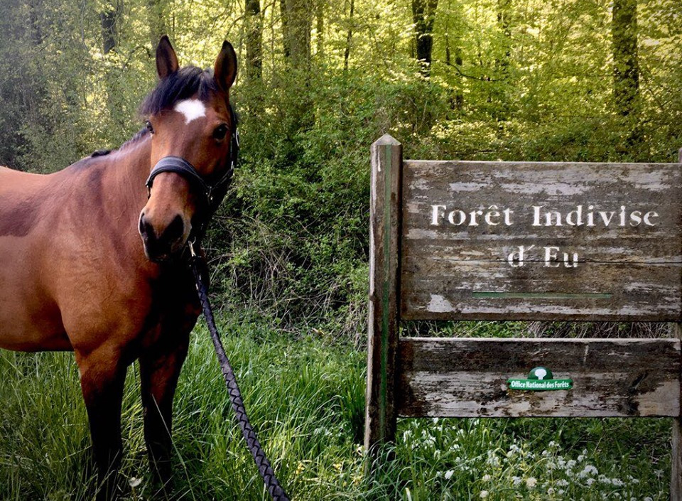 panneau forêt d'Eu